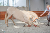 Vente de cheval : Corsario d'Escolina